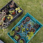 07_05_23_Starling _0112