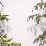 07_05_23_Starling _0114